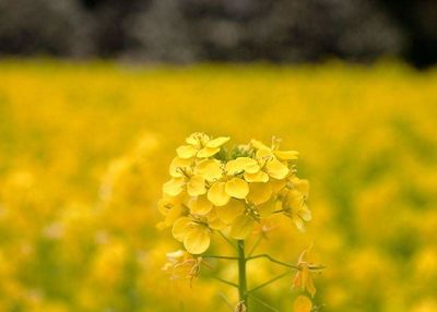 Close-up of flower blooming in field