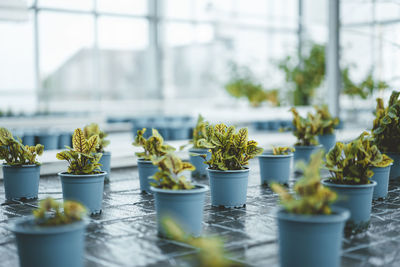 Potted plants arranged at greenhouse