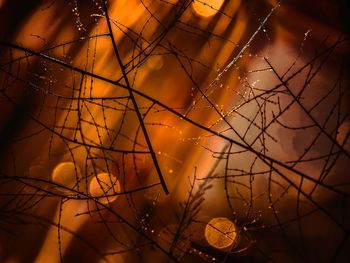 Close-up of silhouette tree against sky at night