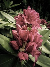 Close-up of pink flowers