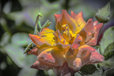 Close-up of yellow flowering plant during autumn