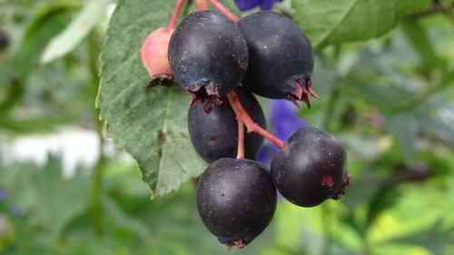 Close-up of fruits on tree