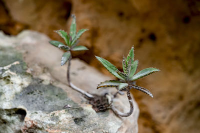 Close-up of plant on rock