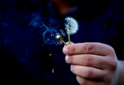 Cropped hand holding burnt dandelions