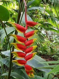 Close-up of red chili peppers on plant