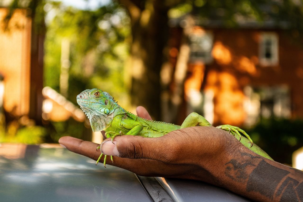 focus on foreground, human hand, hand, real people, holding, human body part, animal wildlife, one person, one animal, close-up, day, unrecognizable person, lifestyles, animals in the wild, reptile, vertebrate, green color, finger, human limb