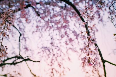 Low angle view of cherry blossom