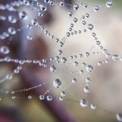 Close-up of water drops on spider web