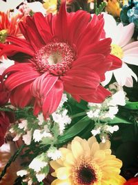 Close-up of red flower