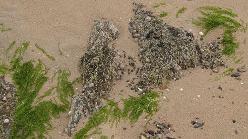 High angle view of sand on beach