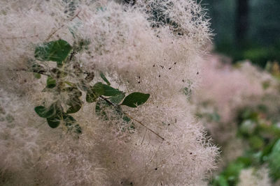 Close-up of plant