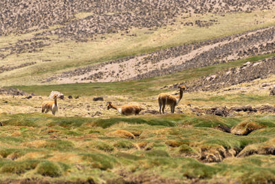 Sheep on field