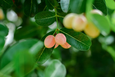 Close-up of strawberry growing on plant