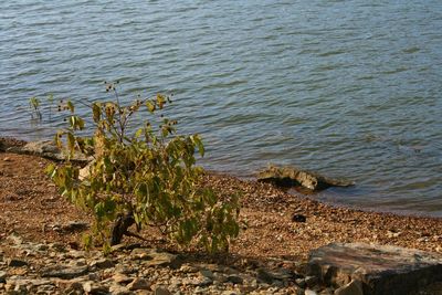 Close-up of plants growing in lake