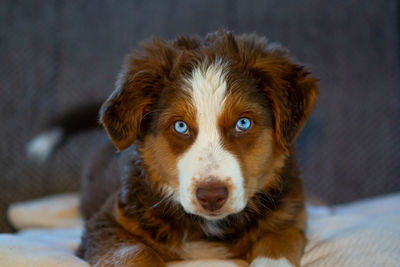 Close-up portrait of dog