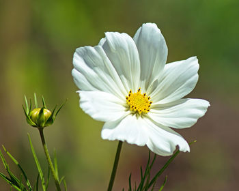 Close-up of flower