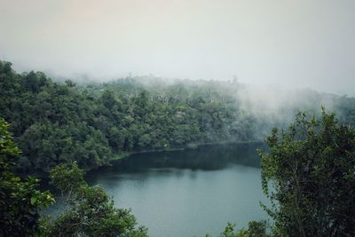 Scenic view of forest against sky