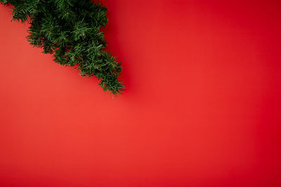 Close-up of plant against red wall