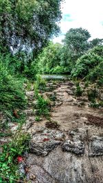 Footpath in forest