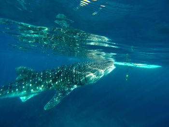 Fish swimming in sea