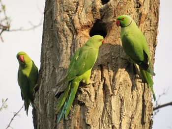 Bird perching on tree trunk