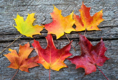 Autumn leaves fallen on leaf