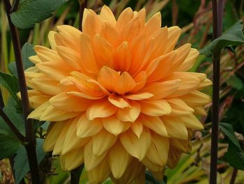 Close-up of orange dahlia blooming outdoors