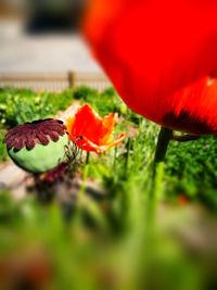 Close-up of poppy flowers