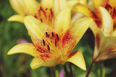 Close-up of yellow lily blooming outdoors