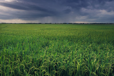 Scenic view of wheat field against sky