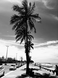 Palm tree by road against cloudy sky