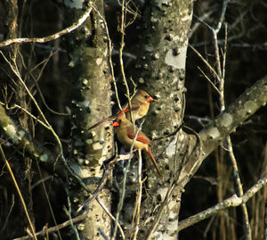 Close-up of trees in the forest