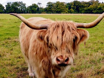 Highland cattle in a field