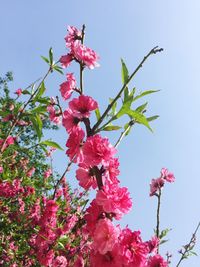 Low angle view of pink flowers