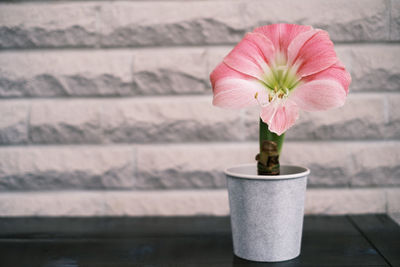 Close-up of flower pot on table