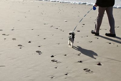 Low section of man with dog walking on beach