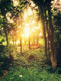 Trees in forest