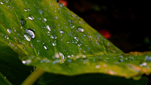 Close-up of water drops on leaves