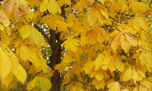 Full frame shot of yellow tree