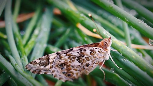 Close-up of butterfly on leaf