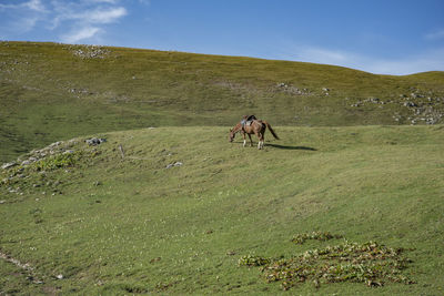 Horse in a field