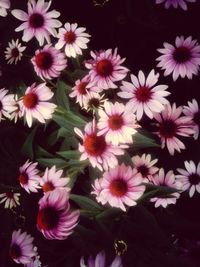 Close-up of pink flower