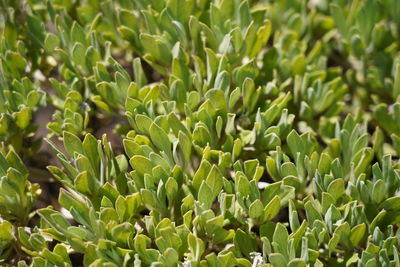 Full frame shot of plants growing on field