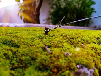 Close-up of moss on grass in park