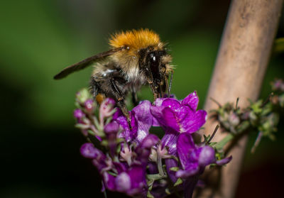 Close-up of bee on purple flower