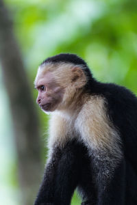 Close-up of monkey on tree