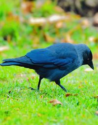 Close-up of a bird on field