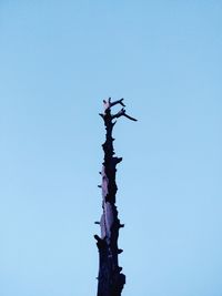 Low angle view of bird perching on tree against clear blue sky