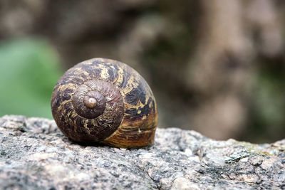 Close-up of snail on rock