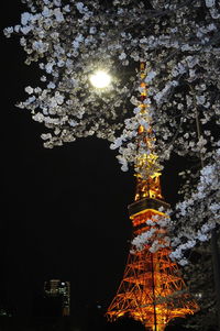 Low angle view of illuminated tree against sky at night